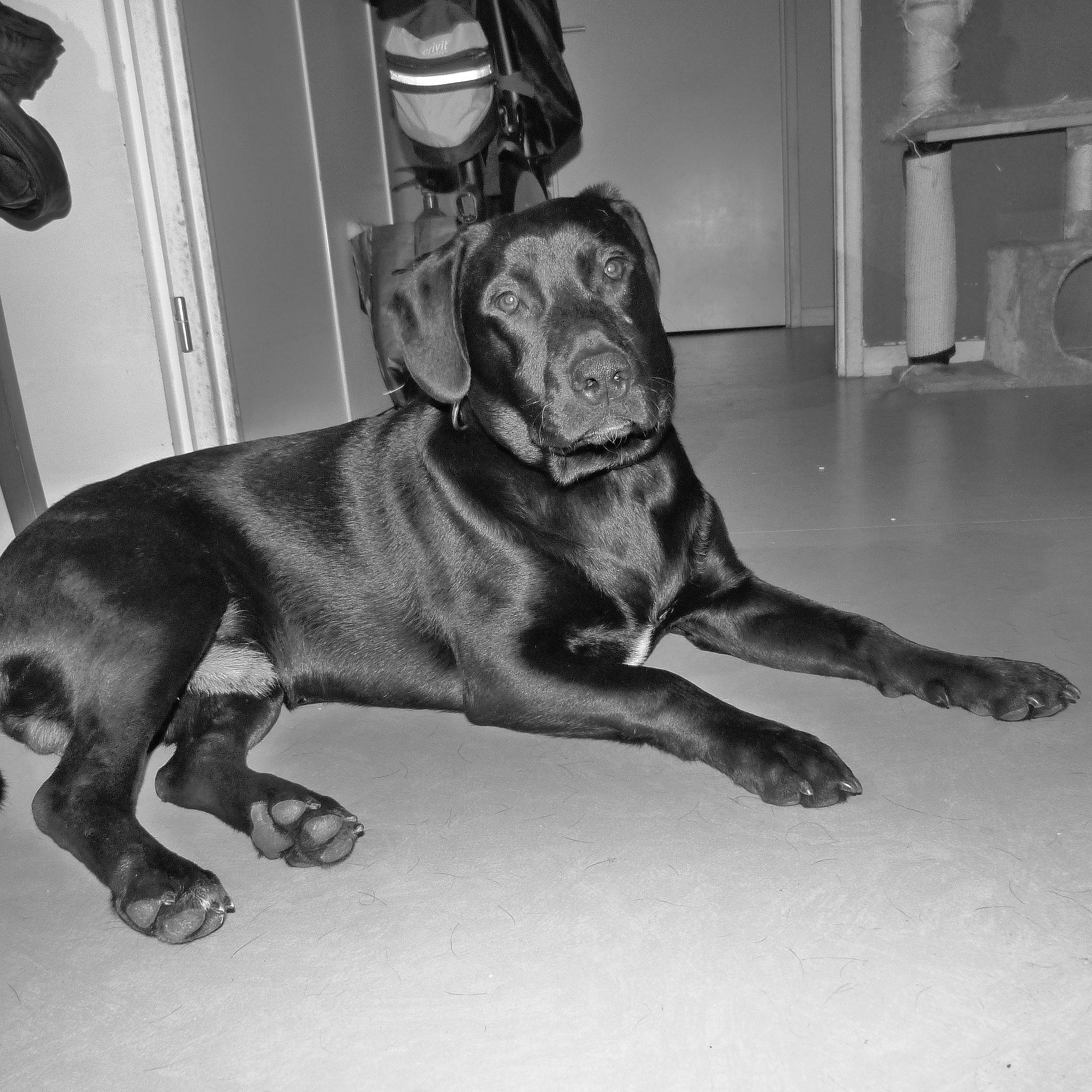 Monsieur No a rejoint le concours — aidez-le/la à gagner de superbes lots ! canidae, carnivore, chair, collar, companion_dog, dog, dog_breed, dog_collar, dog_supply, fawn, flooring, fur, guard_dog, gun_dog, non_sporting_group, sporting_group, tail, whiskers, working_animal, working_dog