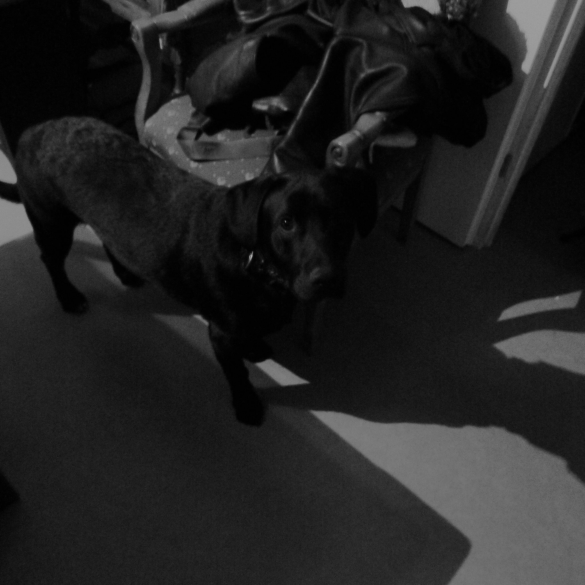 Monsieur No a rejoint le concours — aidez-le/la à gagner de superbes lots ! canidae, carnivore, comfort, companion_dog, darkness, dog, dog_breed, fawn, floor, flooring, grey, guard_dog, monochrome, monochrome_photography, shadow, snout, sporting_group, tail, toy_dog, working_animal