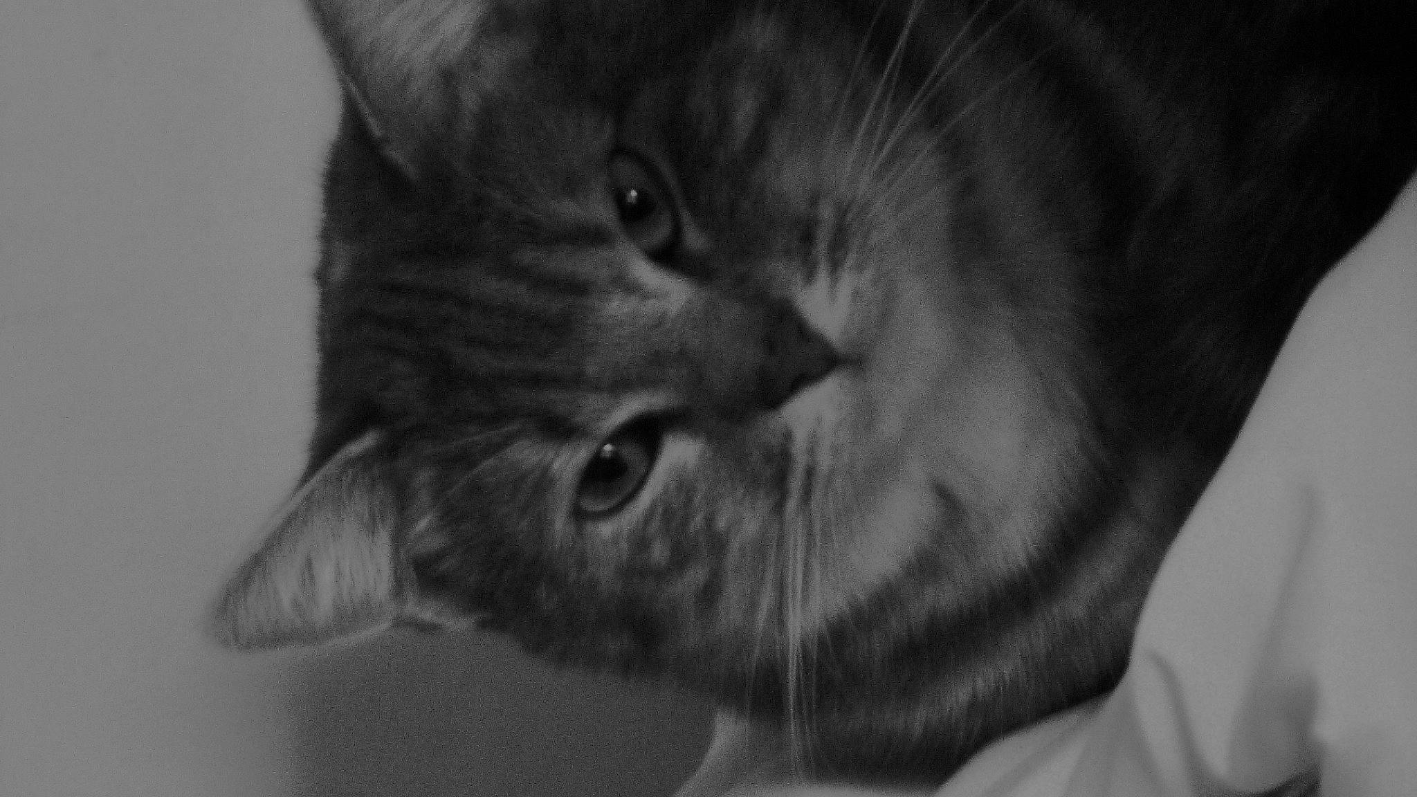 Isis a rejoint le concours — aidez-le/la à gagner de superbes lots ! carnivore, cat, close_up, domestic_short_haired_cat, ear, felidae, fur, grey, monochrome, monochrome_photography, small_to_medium_sized_cats, snout, terrestrial_animal, whiskers, wildlife, wrinkle