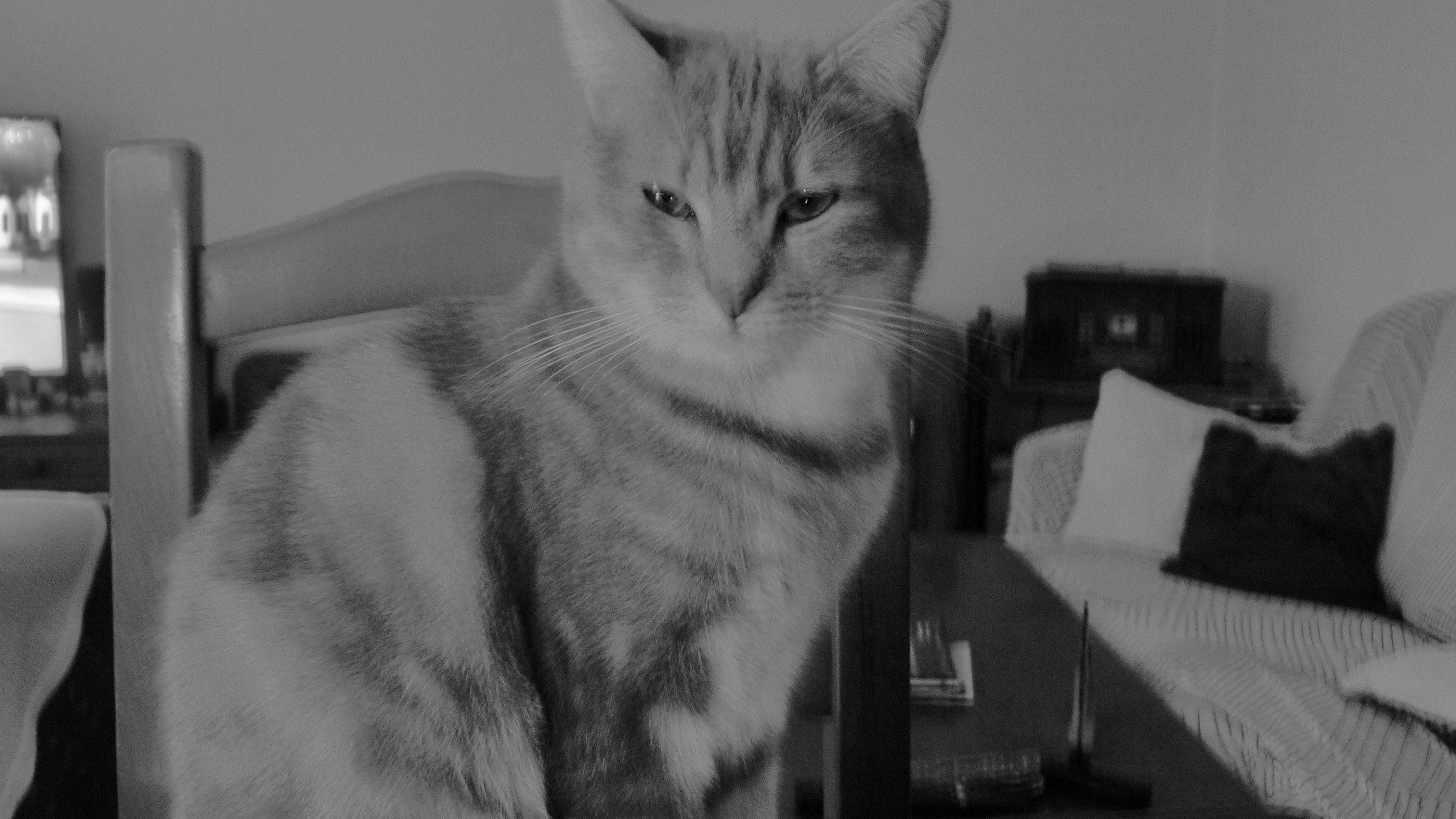 Isis a rejoint le concours — aidez-le/la à gagner de superbes lots ! carnivore, cat, comfort, domestic_short_haired_cat, felidae, fur, gesture, grey, monochrome, monochrome_photography, paw, pillow, small_to_medium_sized_cats, snout, whiskers