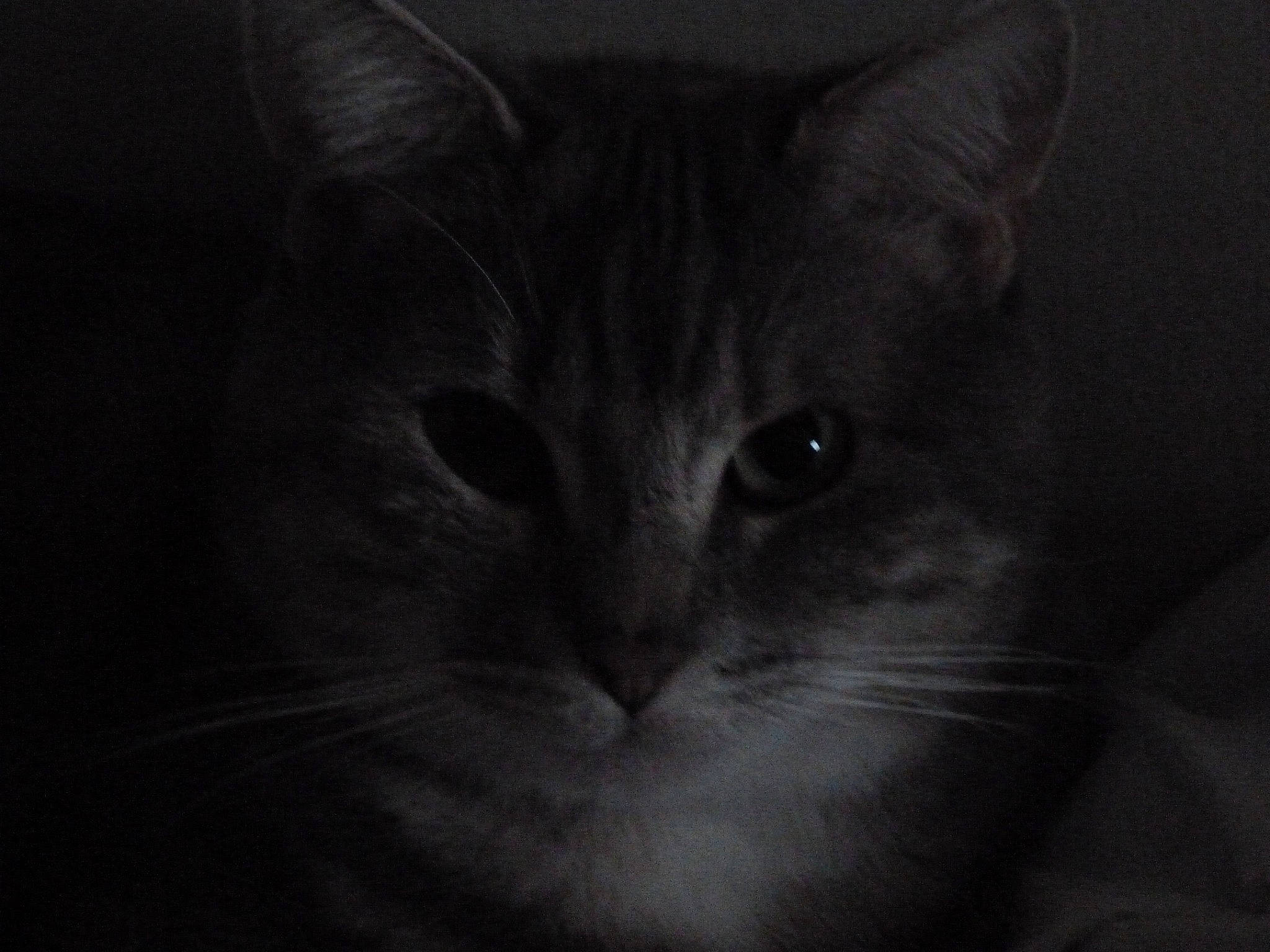 Isis participe au concours pour gagner de l'argent avec cette photo : carnivore, cat, darkness, domestic_short_haired_cat, felidae, fur, grey, monochrome, monochrome_photography, night, small_to_medium_sized_cats, snout, still_life_photography, whiskers, wildlife, wood