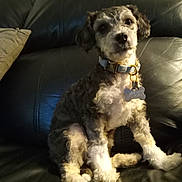 Patchaddams is registered to the contest to win money with this photo: dog, pet, collar, tag, leather_couch, indoor, curly_hair, small_dog, sitting, fur, paw, black_couch, cozy, companion, animal, cute, domestic, relaxed, home, canine