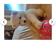 Athéna a rejoint le concours — aidez-le/la à gagner de superbes lots ! animal, ball, couch, cozy, cute, dog, domestic, floral_pattern, fur, indoor, leather, light, paw, pet, pink, playful, puppy, white_fur, window, young