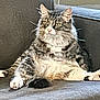 Gizmo joined the competition — help win amazing prizes! cat, tabby, fluffy, pet, animal, feline, couch, indoor, relaxed, sitting, paw, fur, whiskers, ears, nose, eyes, home, cute, domestic, mammal