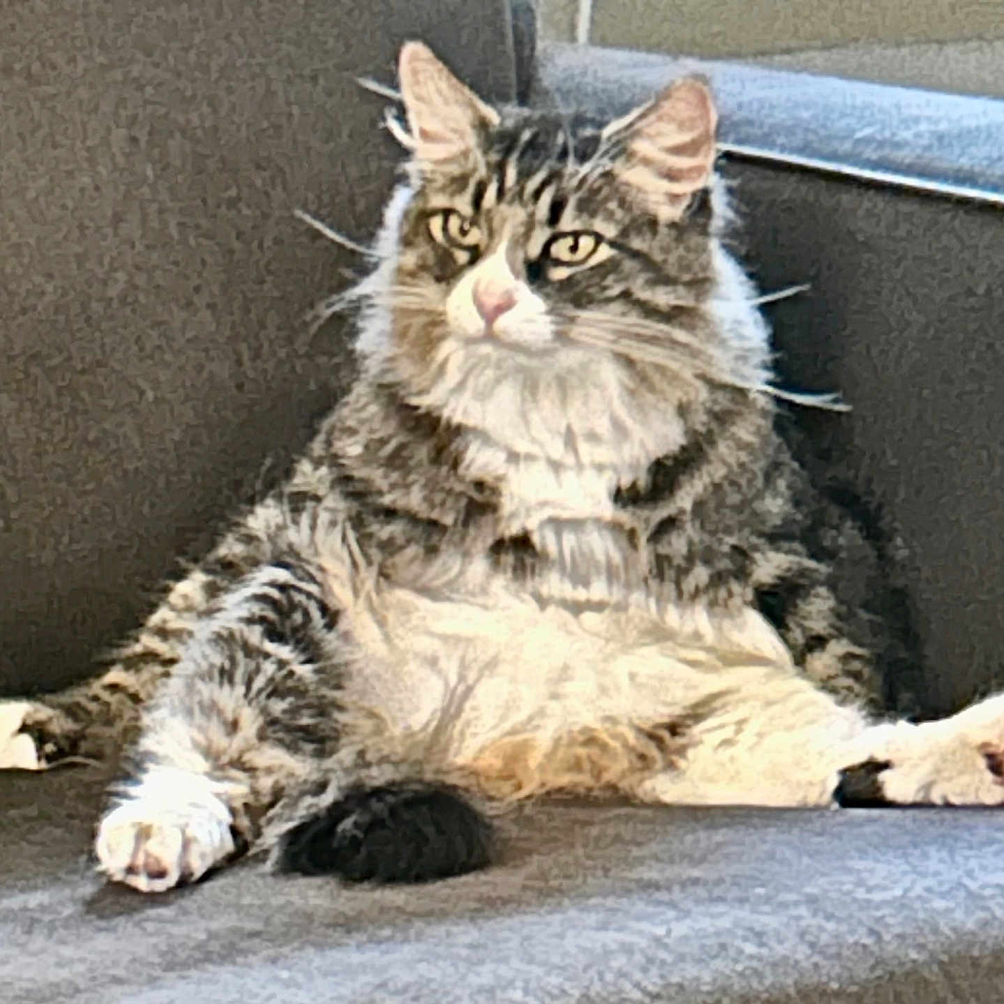 Gizmo joined the competition — help win amazing prizes! animal, cat, couch, cute, domestic, ears, eyes, feline, fluffy, fur, home, indoor, mammal, nose, paw, pet, relaxed, sitting, tabby, whiskers