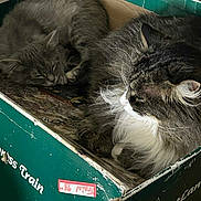 Gizmo is registered to the contest to win money with this photo: cat, sleeping_cat, fluffy_cat, cardboard_box, indoor, pet, feline, resting, cozy, fur, whiskers, paw, domestic_animal, cute, relaxed, animal, two_cats, home, soft_texture, closeup