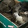 cat, sleeping_cat, fluffy_cat, cardboard_box, indoor, pet, feline, resting, cozy, fur, whiskers, paw, domestic_animal, cute, relaxed, animal, two_cats, home, soft_texture, closeup