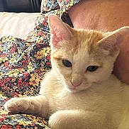 Sherman And Daisy is registered to the contest to win money with this photo: kitten, cat, orange_cat, white_cat, animal, pet, floral_pattern, fabric, close_up, indoor, cozy, resting, cute, soft_light, whiskers, paw, young_cat, fur, relaxed, domestic_cat