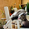 animal, cat, chair, feline, funny, fur, golden_eyes, gray_cat, greenery, hanging, houseplant, houseplants, indoor, open_mouth, pet, portrait, tongue, upside_down, whiskers, white_cat