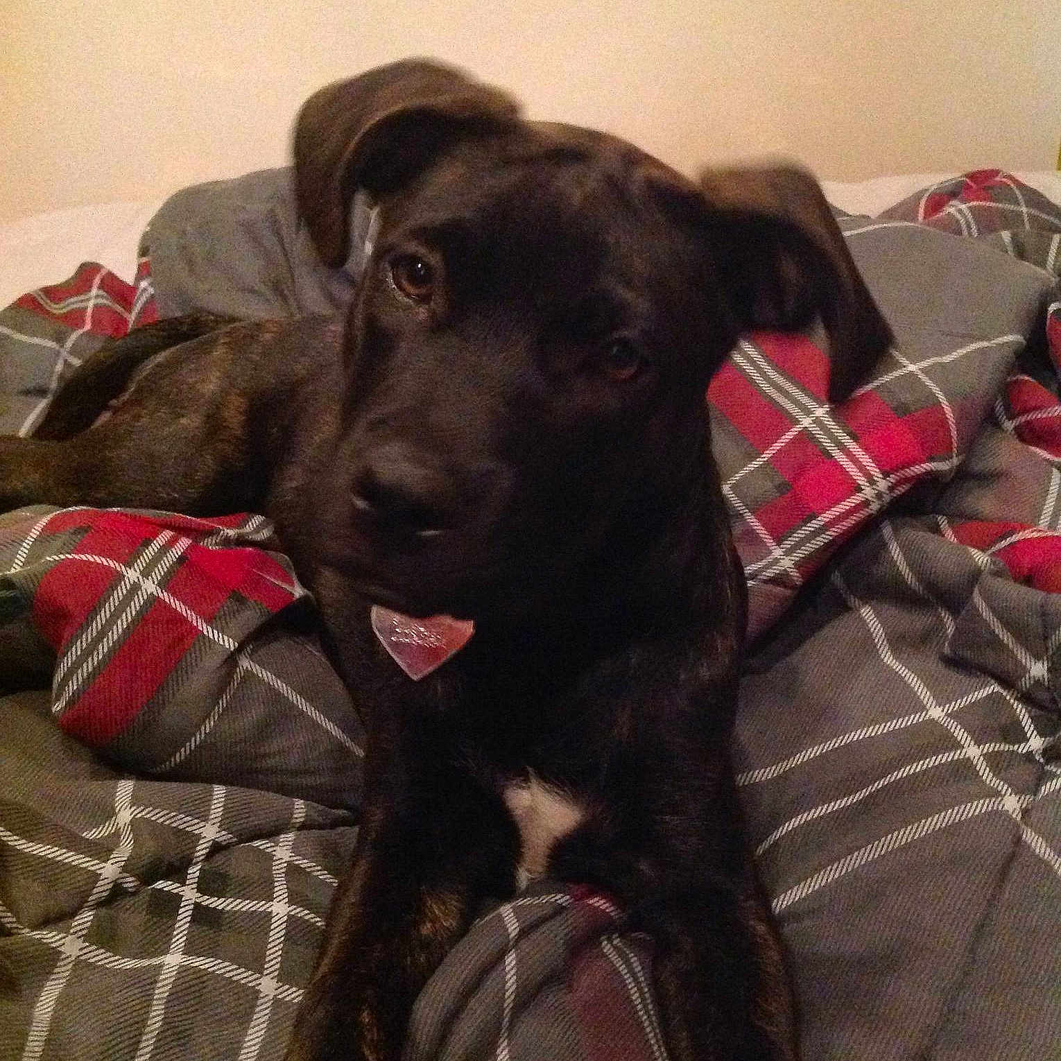 Bailey
