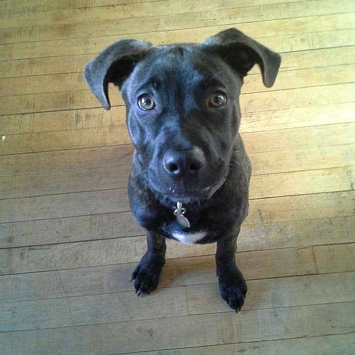 Bailey is registered to the contest to win money with this photo: