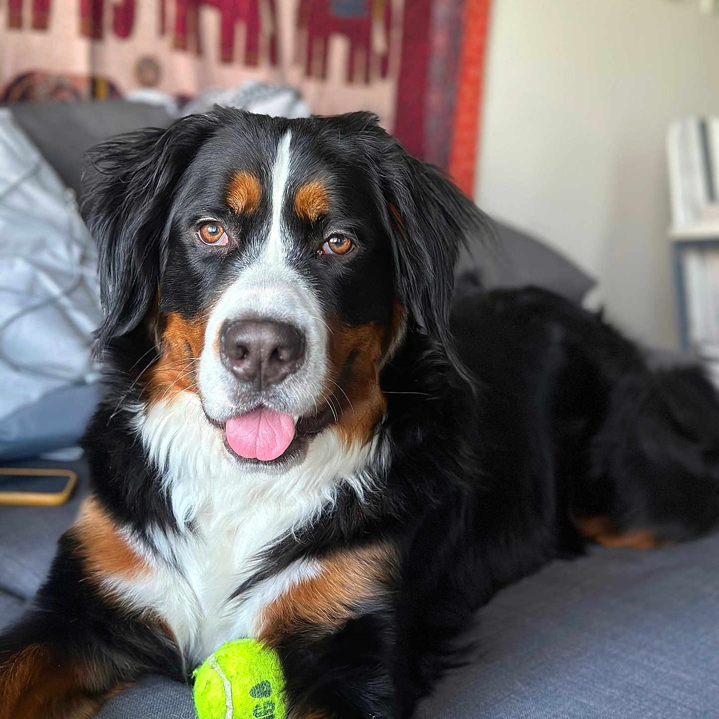 Thanos is registered to the contest to win money with this photo: animal, appenzeller, ball, bodypart, canine, couch, dog, football, furniture, hound, mouth, person, pet, puppy, soccer, soccerball, sphere, sport, tennis, tennisball