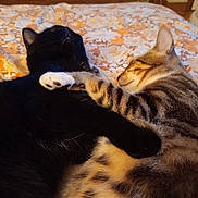 Boubouille a rejoint le concours — aidez-le/la à gagner de superbes lots ! cat, black_cat, tabby_cat, sleeping, snuggling, bed, floral_bedspread, pet, feline, cozy, domestic_animal, close_up, indoor, cute, animal, friendship, relaxing, fur, paw, resting