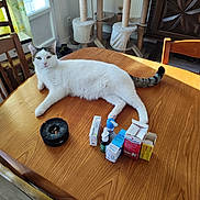 Automne a rejoint le concours — aidez-le/la à gagner de superbes lots ! cat, table, wood, medicine, box, ashtray, chair, window, curtain, sunlight, floor, furniture, interior, pet, relaxed, cat_tree, striped_tail, indoor, daylight, resting