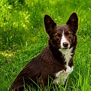 Sherlock is registered to the contest to win money with this photo: dog, brown_dog, white_fur, grass, outdoor, nature, animal, pet, ears_up, alert, sitting, greenery, canine, portrait, field, fur, muzzle, daylight, looking_at_camera, wildlife