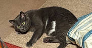 Gippy joined the competition — help win amazing prizes! animal, blanket, carpet, cat, cozy, curious, domestic_cat, floor, fur, furniture, gray_cat, green_eyes, home, indoor, metal_stand, paws, pet, resting, rug, whiskers