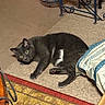 animal, blanket, carpet, cat, cozy, curious, domestic_cat, floor, fur, furniture, gray_cat, green_eyes, home, indoor, metal_stand, paws, pet, resting, rug, whiskers
