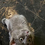 Gippy joined the competition — help win amazing prizes! animal, cat, close_up, curious, cute, domestic_animal, floor, fur, gray_cat, indoor, kitten, looking_up, lying_down, mammal, pet, playful, texture, whiskers, wide_eyes, young_cat