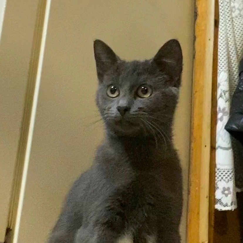 Gippy is registered to the contest to win money with this photo: alert, animal, cat, cozy, curious, curtain, domestic_cat, ears, eyes, feline, floor, gray_cat, household, indoor, looking, pet, sitting, tile_floor, whiskers, wooden_cabinet