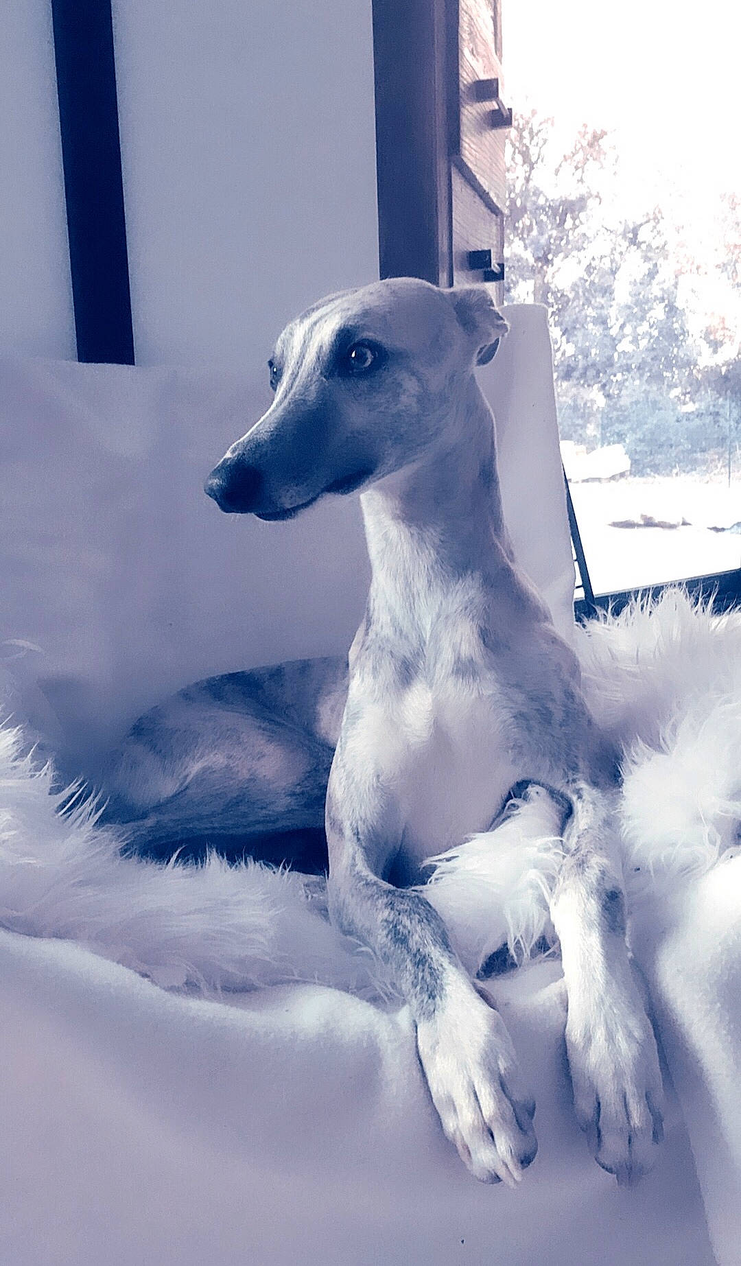 Orson participe au concours pour gagner de l'argent avec cette photo : canidae, carnivore, companion_dog, dog, dog_breed, fur, magyar_agar, rampur_greyhound, sighthound, snout, sporting_group, terrestrial_animal, whippet, whiskers, working_animal, working_dog
