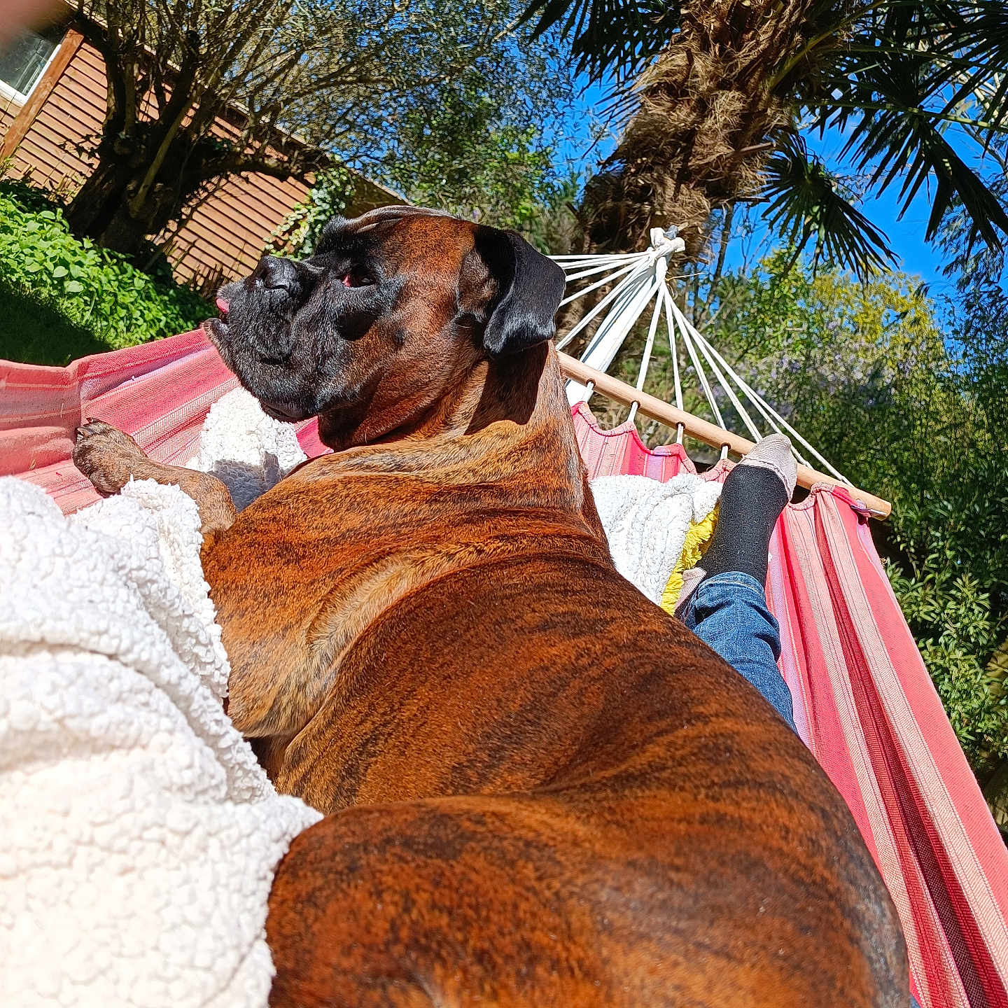 Osika participe au concours pour gagner de l'argent avec cette photo : animal, boxer, bulldog, canine, clothing, dog, furniture, glove, hammock, hosiery, person, pet, pitbull, plant, pottedplant, puppy, sock, summer, tree, vegetation