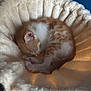 Denji joined the competition — help win amazing prizes! kitten, cat, sleeping, curled_up, furry, cozy, pet_bed, indoor, orange_and_white, soft_texture, resting, cute, animal, domestic_cat, feline, peaceful, fluffy, small, young, nap