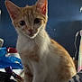 Denji joined the competition — help win amazing prizes! kitten, cat, orange_and_white, indoor, curious, sitting, fur, whiskers, ears, wide_eyes, pet, animal, young, close_up, domestic, feline, cute, portrait, soft_light, cluttered_background