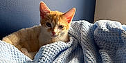Denji joined the competition — help win amazing prizes! kitten, cat, orange_cat, white_cat, blanket, blue_blanket, knitted_blanket, indoor, pet, cute, young_cat, cozy, resting, feline, animal, soft_texture, blue_wall, natural_light, closeup, curious