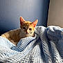 kitten, cat, orange_cat, white_cat, blanket, blue_blanket, knitted_blanket, indoor, pet, cute, young_cat, cozy, resting, feline, animal, soft_texture, blue_wall, natural_light, closeup, curious