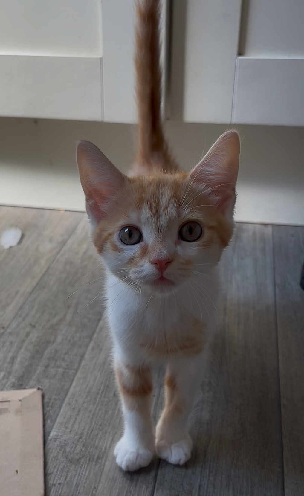 Denji joined the competition — help win amazing prizes! kitten, cat, orange_and_white, curious, indoor, floor, wooden_floor, pet, animal, whiskers, tail, cute, young, small, domestic_cat, feline, looking, standing, ears, fur