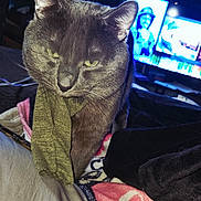 Midnight is registered to the contest to win money with this photo: cat, gray_cat, blanket, sock, indoors, dim_lighting, television, couch, fabric, pet, animal, feline, cozy, resting, closeup, fur, home, furniture, living_room, blanket_pattern
