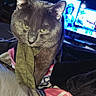 cat, gray_cat, blanket, sock, indoors, dim_lighting, television, couch, fabric, pet, animal, feline, cozy, resting, closeup, fur, home, furniture, living_room, blanket_pattern