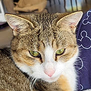 Ferdinand a rejoint le concours — aidez-le/la à gagner de superbes lots ! animal, cat, close_up, cozy, cute, domestic, ears, face, fur, green_eyes, indoor, mammal, pet, pink_nose, portrait, relaxed, resting, soft_light, tabby, whiskers