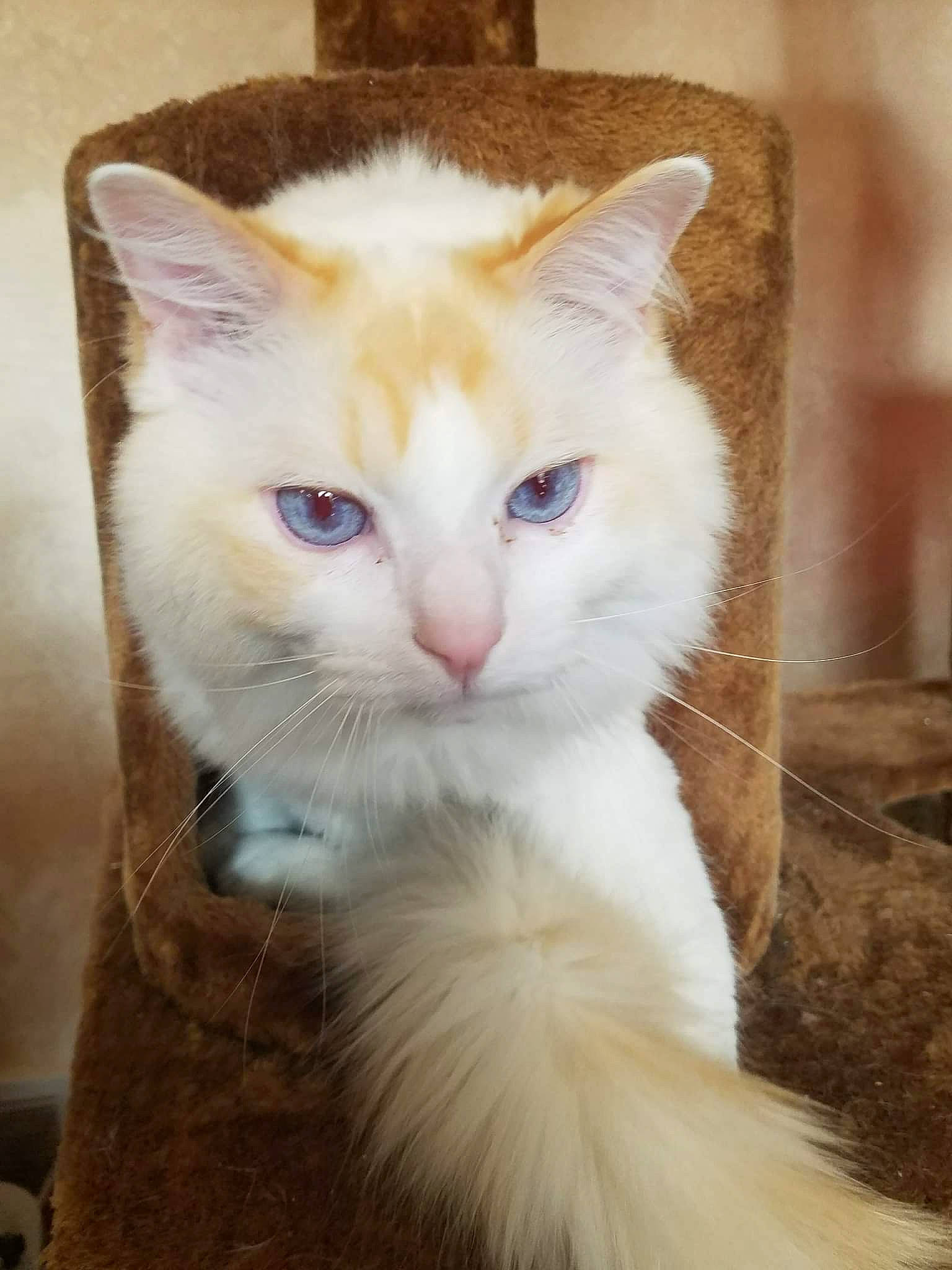 Artemis joined the competition — help win amazing prizes! carnivore, cat, claw, comfort, domestic_short_haired_cat, ear, eye, fawn, felidae, fur, head, iris, paw, small_to_medium_sized_cats, snout, tail, terrestrial_animal, whiskers, window, wood