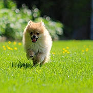 Uno a rejoint le concours — aidez-le/la à gagner de superbes lots ! animal, baboon, canine, cat, countryside, dog, field, fox, grass, grassland, kitfox, lawn, lemur, meadow, monkey, nature, outdoors, pet, plant, puppy