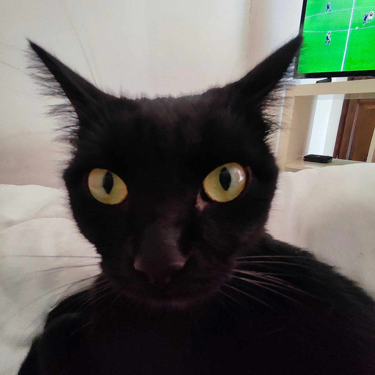 Sophie
