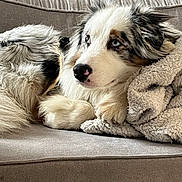 Sitka participe au concours pour gagner de l'argent avec cette photo : dog, couch, blanket, fur, blue_eyes, relaxed, indoor, pet, cozy, animal, laying, comfort, home, furry, snout, ears, nose, tail, calm, portrait