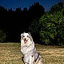 Sitka participe au concours pour gagner de l'argent avec cette photo : dog, australian_shepherd, outdoor, night, grass, happy, sitting, pet, animal, fur, canine, nature, smiling, eyes, field, bushes, landscape, mammal, quiet, park