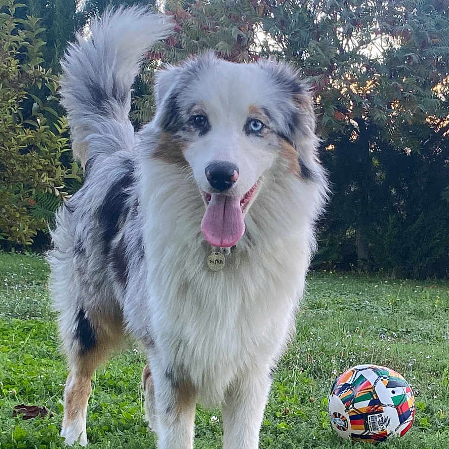 Sitka participe au concours pour gagner de l'argent avec cette photo : animal, australian_shepherd, canine, dog, fur, grass, greenery, happy, nature, outdoor, park, pet, playful, sky, soccer_ball, standing, summer, tail, tongue_out, tree