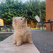 Bob participe au concours pour gagner de l'argent avec cette photo : chairs, clouds, curious, dog, fluffy, garden, green_chair, nature, orange_wall, outdoor, patio, pet, poolside, puppy, sitting, sky, stone, sunlight, trees, yellow_chair