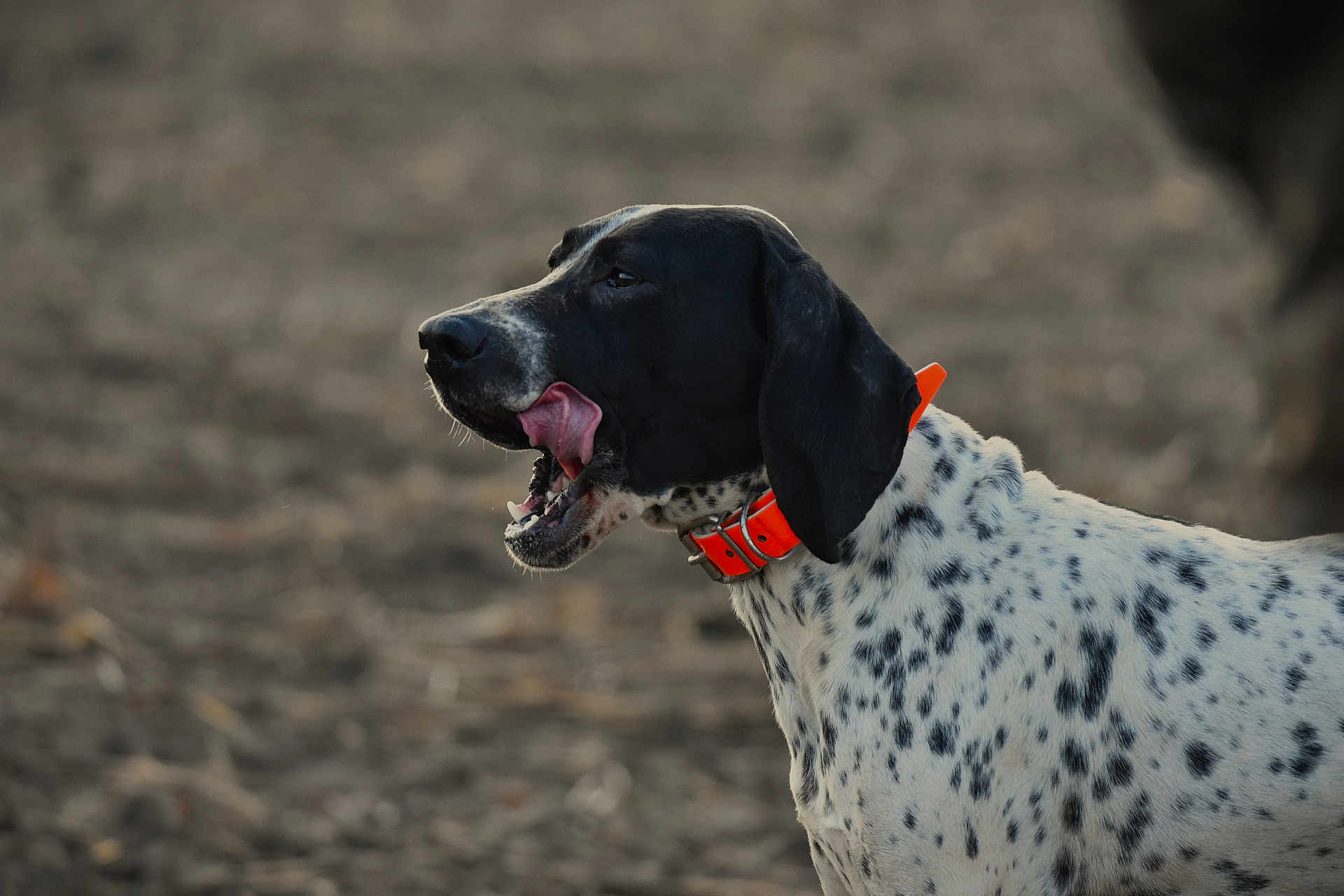 Ulko a rejoint le concours — aidez-le/la à gagner de superbes lots ! dog, canine, animal, pet, collar, black_head, spotted_fur, tongue, outdoor, nature, muzzle, ears, profile, brown_background, licking, mouth_open, fur, domestic_animal, side_view, cute