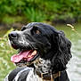 dog, black_and_white, panting, tongue_out, collar, outdoor, nature, water, greenery, fur, pet, animal, portrait, happy, canine, ears, close_up, summer, daylight, spot