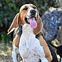 Ulko a rejoint le concours — aidez-le/la à gagner de superbes lots ! dog, beagle, animal, pet, tongue, ears, outdoor, nature, mammal, happy, canine, grass, blurred_background, fur, snout, companion, playful, friendly, portrait, looking_up