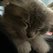 Papas is registered to the contest to win money with this photo: cat, sleeping, close_up, whiskers, furry, paws, pet, animal, cozy, dim_light, indoor, cute, fluffy, resting, feline, soft, quiet, calm, domestic_animal, mammal