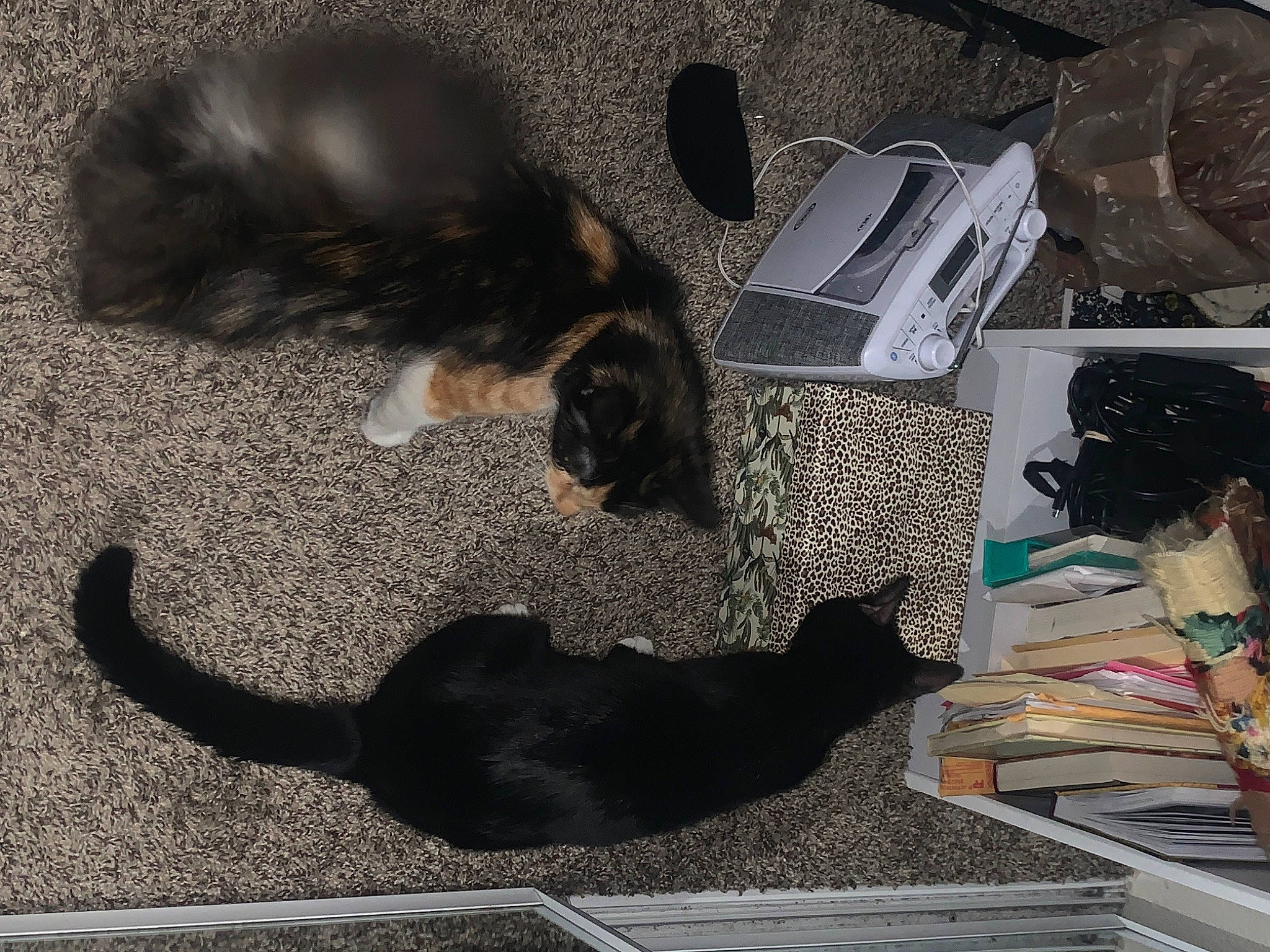 Zelda joined the competition — help win amazing prizes! bag, bombay, canidae, carnivore, cat, claw, comfort, dog_breed, domestic_short_haired_cat, felidae, flooring, fur, luggage_and_bags, paw, small_to_medium_sized_cats, sporting_group, tail, terrestrial_animal, vertebrate, whiskers