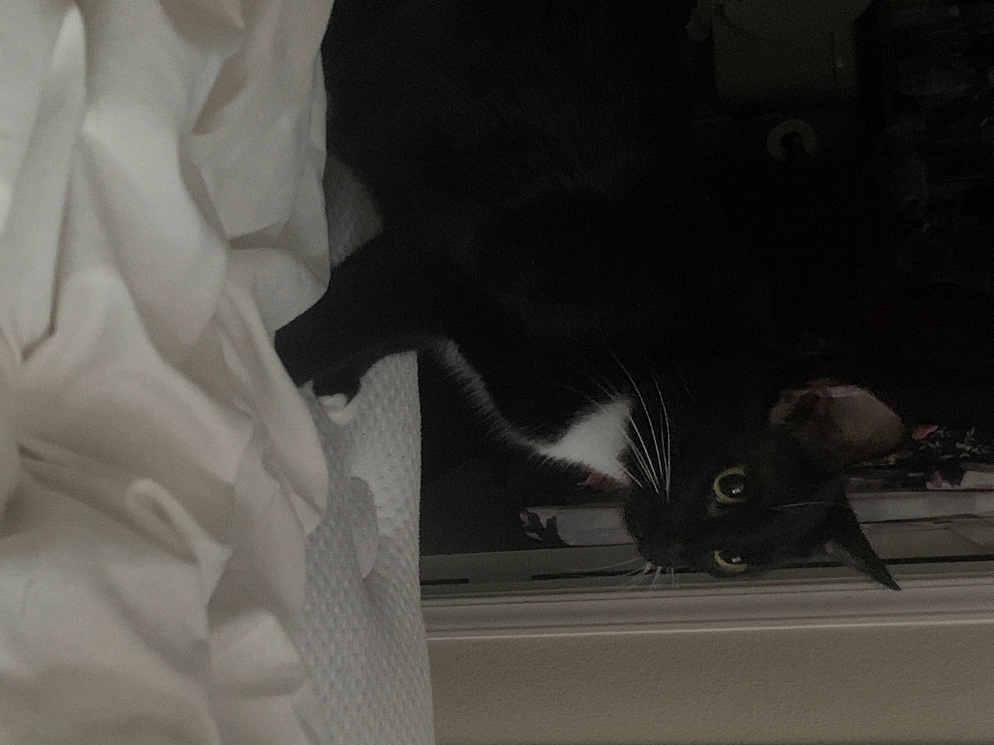 Zelda is registered to the contest to win money with this photo: art, auto_part, automotive_design, automotive_exterior, automotive_lighting, darkness, felidae, glass, grey, machine, monochrome, monochrome_photography, petal, room, shadow, still_life_photography, tail, tints_and_shades, vehicle_door, whiskers