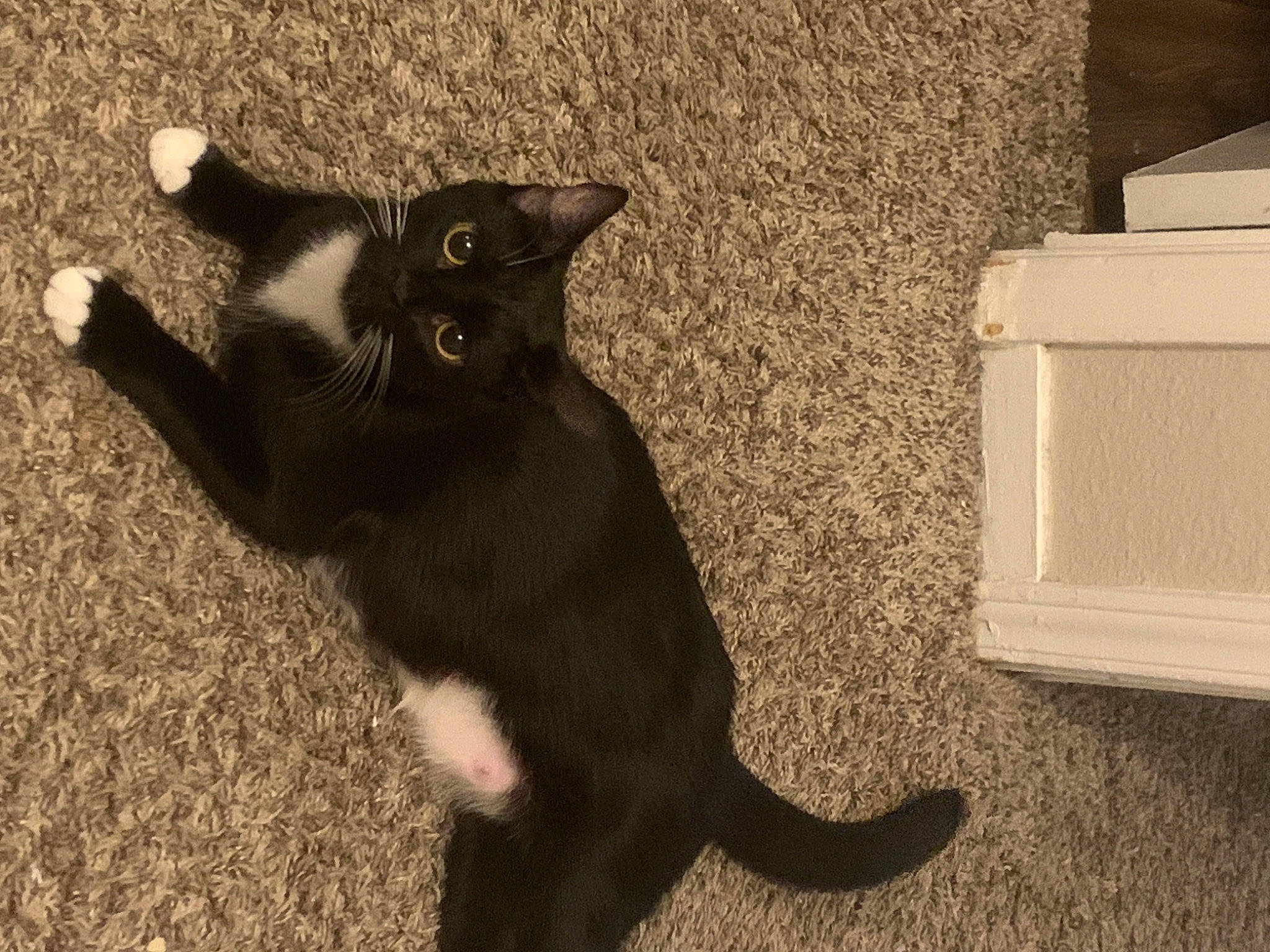 Zelda is registered to the contest to win money with this photo: black_cat, bombay, carnivore, cat, claw, domestic_short_haired_cat, eye, felidae, flooring, fur, hardwood, havana_brown, paw, shadow, small_to_medium_sized_cats, snout, tail, terrestrial_animal, whiskers, wood