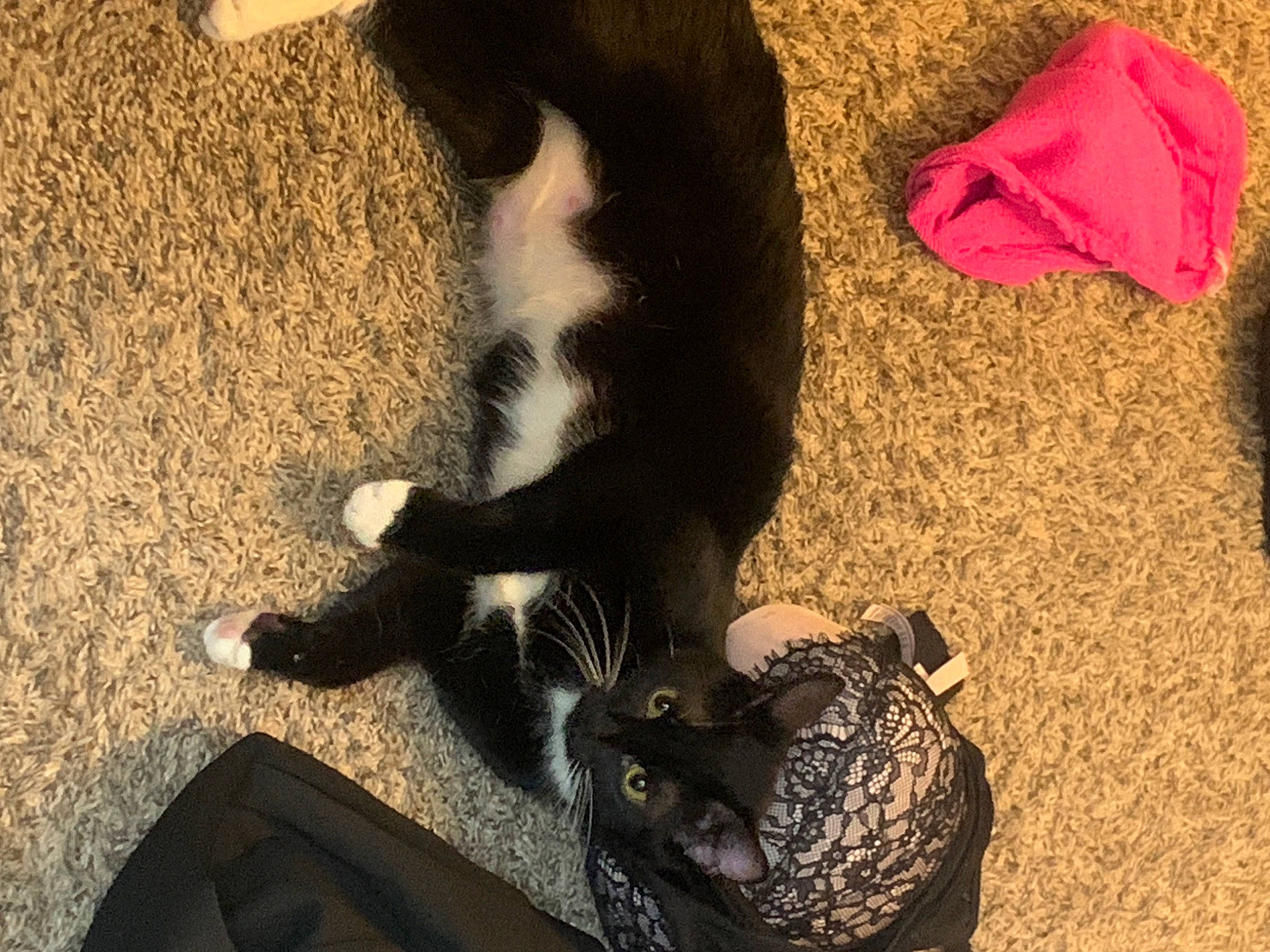 Zelda joined the competition — help win amazing prizes! black_cat, carnivore, cat, claw, comfort, companion_dog, dog_breed, domestic_short_haired_cat, felidae, flooring, foot, fur, human_leg, paw, shadow, small_to_medium_sized_cats, snout, tail, terrestrial_animal, whiskers