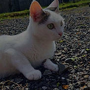 Mimi participe au concours pour gagner de l'argent avec cette photo : cat, white_cat, gray_patches, rocks, outdoor, grass, house, daylight, animal, pet, curious, ears, whiskers, nature, ground, small_rocks, sunlight, eyes, feline, resting