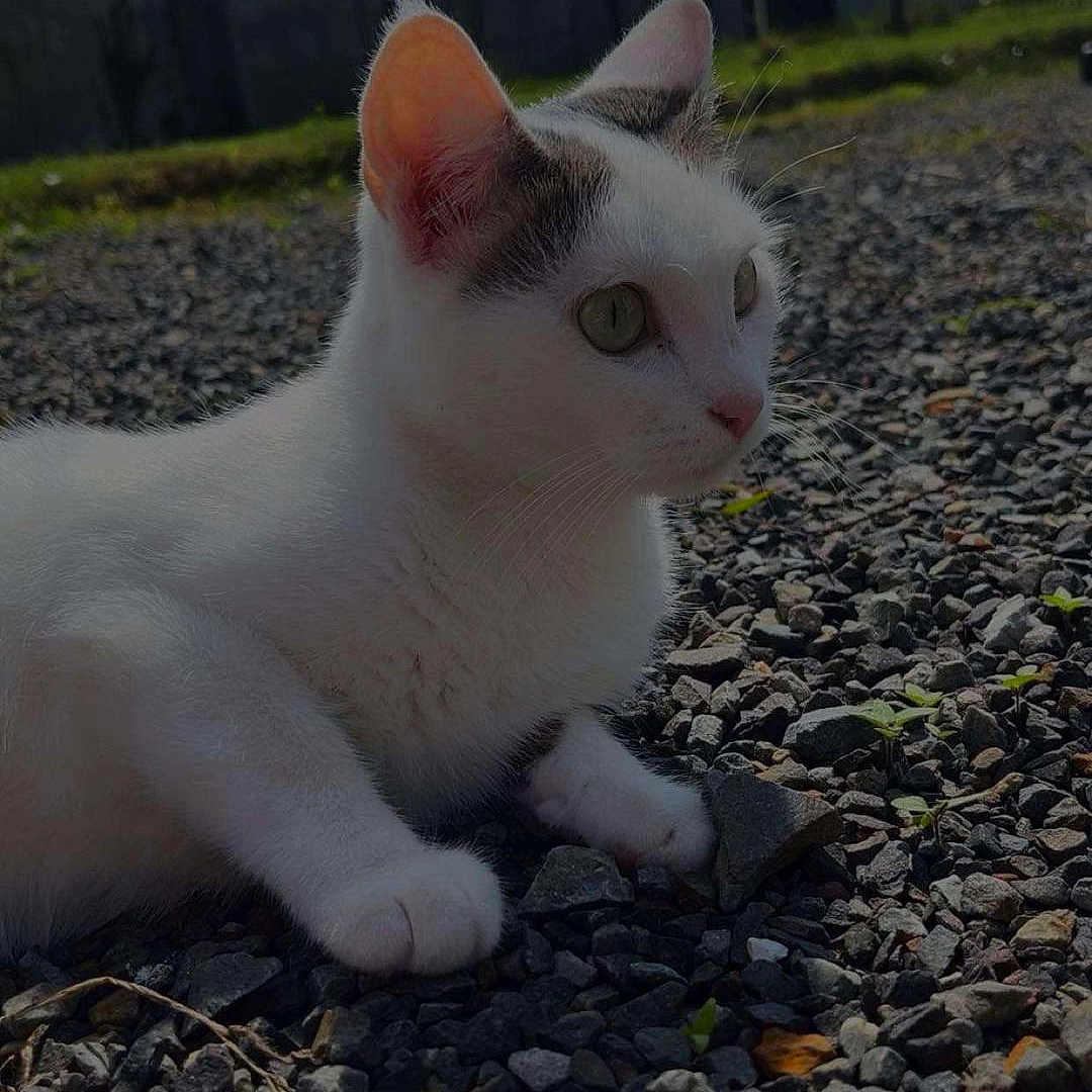 Mimi participe au concours pour gagner de l'argent avec cette photo : animal, cat, curious, daylight, ears, eyes, feline, grass, gray_patches, ground, house, nature, outdoor, pet, resting, rocks, small_rocks, sunlight, whiskers, white_cat